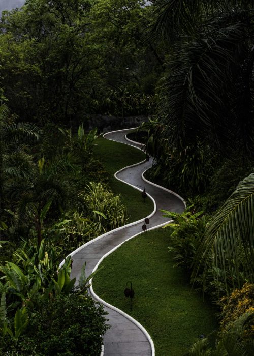 Serene winding path through vibrant tropical foliage in Ixtapaluca, Mexico.